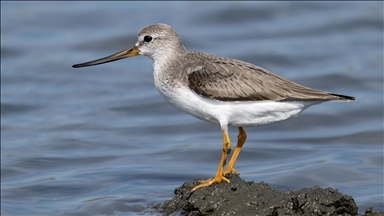 Fethiye'de Kuş Cenneti'nin sakinleri, fotoğrafçılara renkli kareler sunuyor