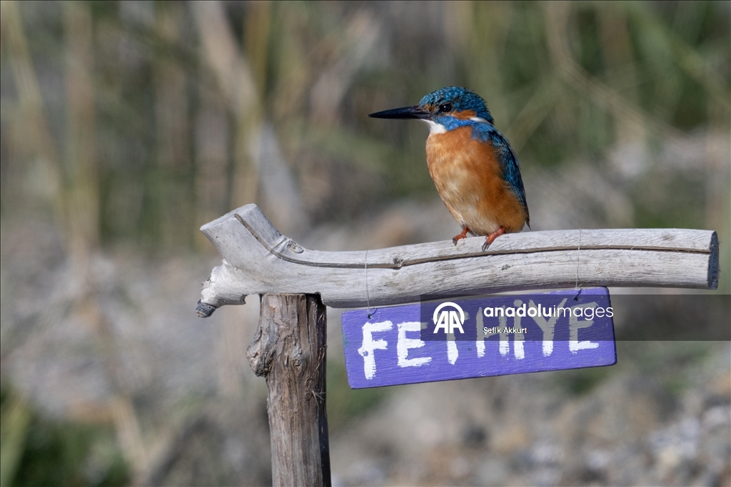 Обитатели «Птичьего Рая» в турецком районе Фетхие дарят фотографам яркие кадры