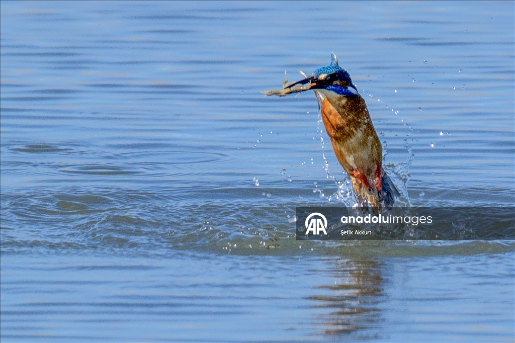 Обитатели «Птичьего Рая» в турецком районе Фетхие дарят фотографам яркие кадры