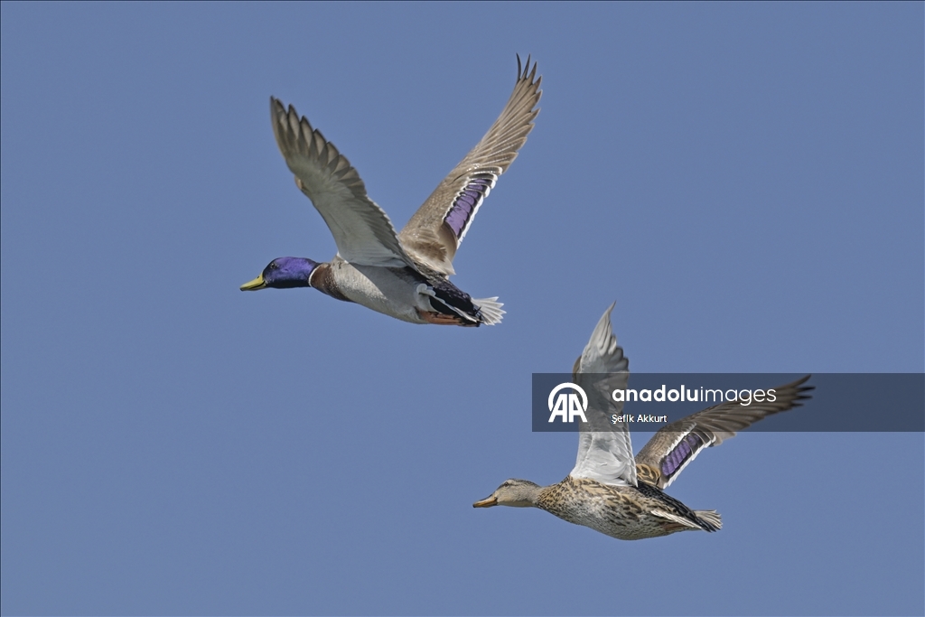 Обитатели «Птичьего Рая» в турецком районе Фетхие дарят фотографам яркие кадры