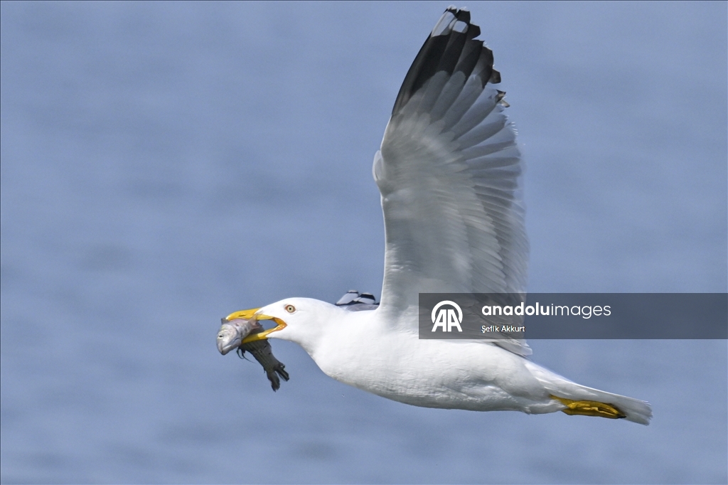 Обитатели «Птичьего Рая» в турецком районе Фетхие дарят фотографам яркие кадры