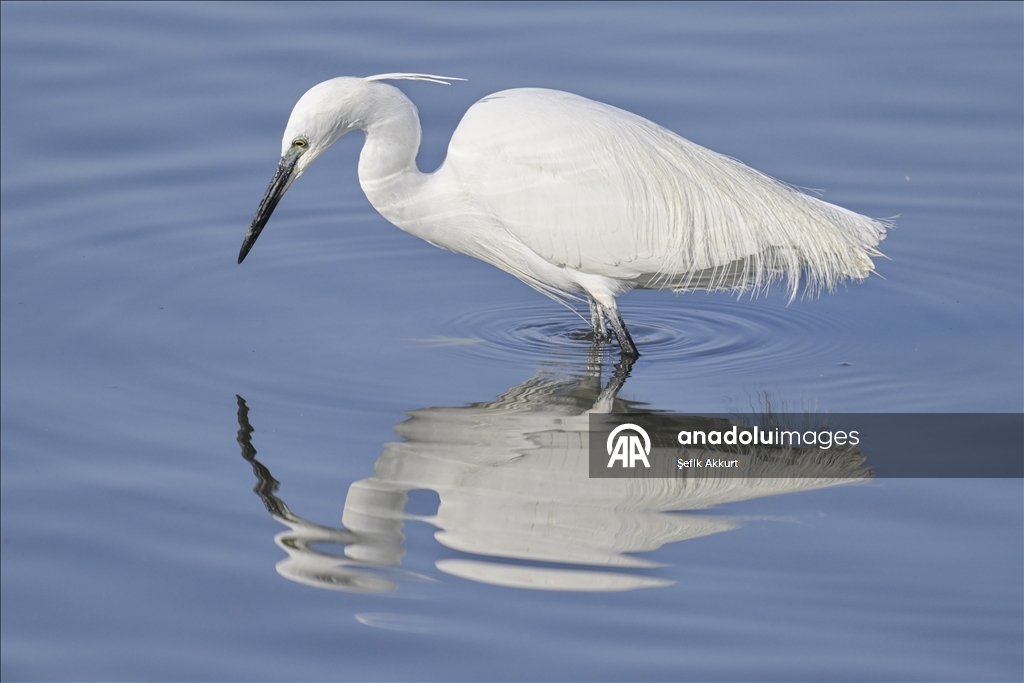 Обитатели «Птичьего Рая» в турецком районе Фетхие дарят фотографам яркие кадры