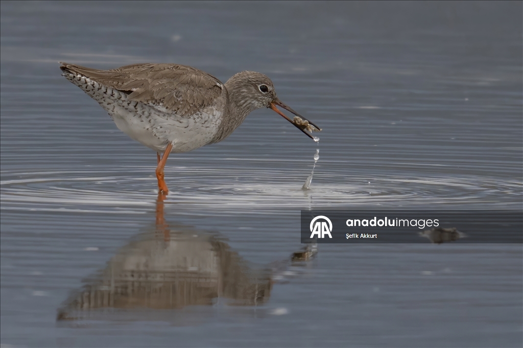 Обитатели «Птичьего Рая» в турецком районе Фетхие дарят фотографам яркие кадры