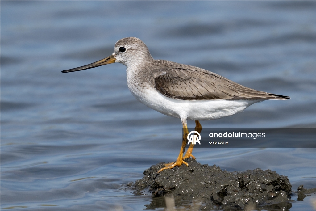 Обитатели «Птичьего Рая» в турецком районе Фетхие дарят фотографам яркие кадры
