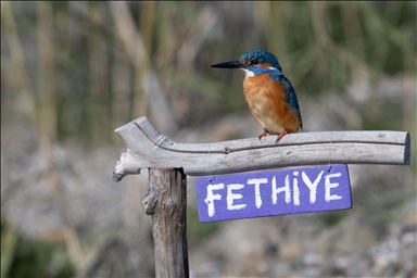 Обитатели «Птичьего Рая» в турецком районе Фетхие дарят фотографам яркие кадры