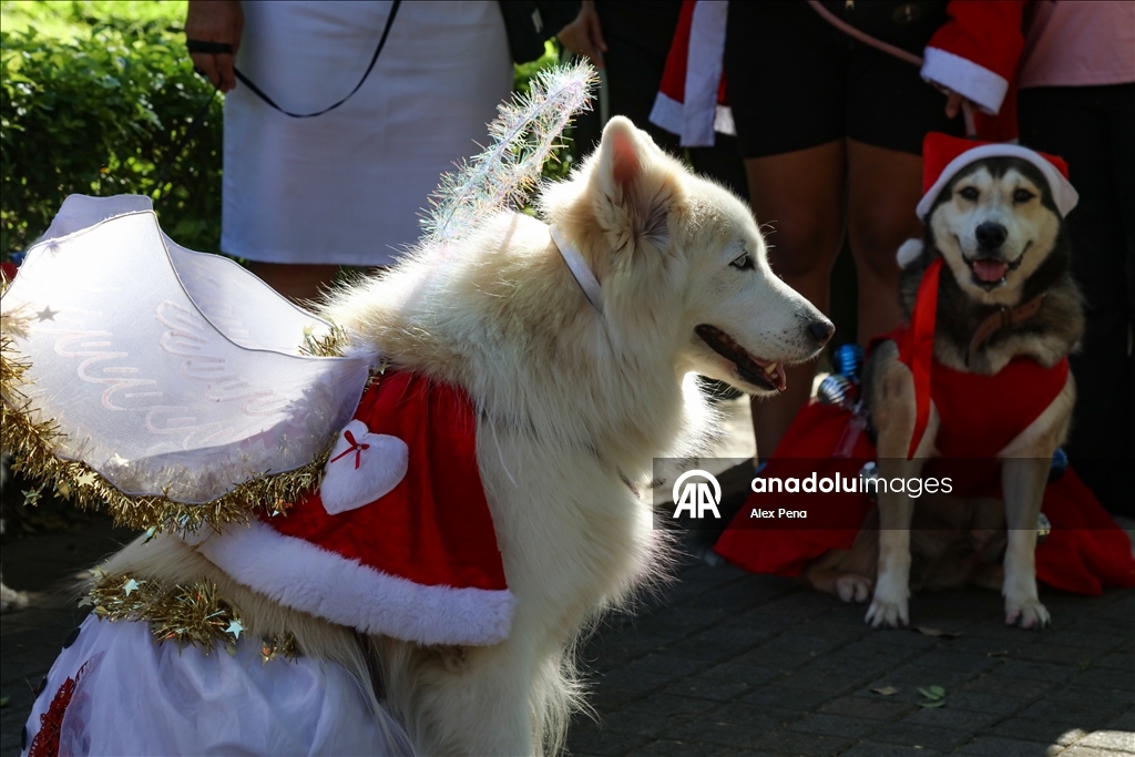 В Сан-Сальвадоре устроили яркий рождественский парад собак