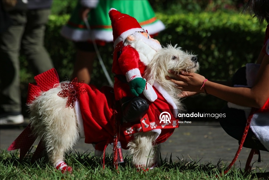 В Сан-Сальвадоре устроили яркий рождественский парад собак