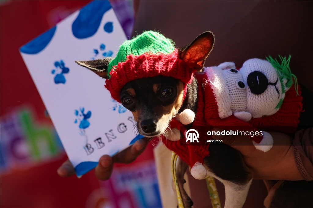 В Сан-Сальвадоре устроили яркий рождественский парад собак