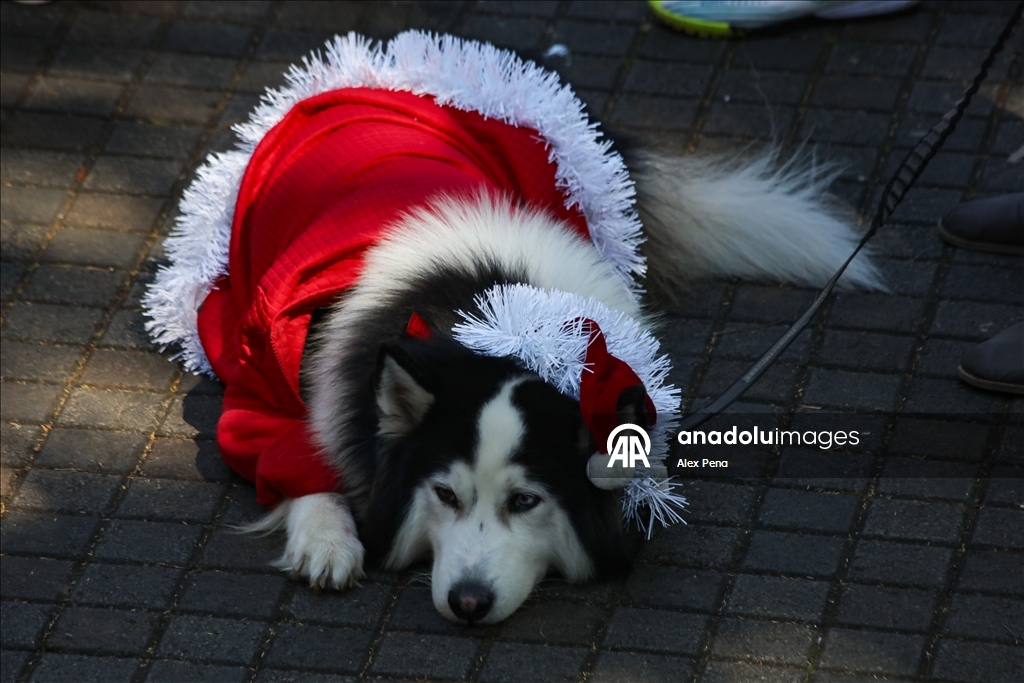 В Сан-Сальвадоре устроили яркий рождественский парад собак