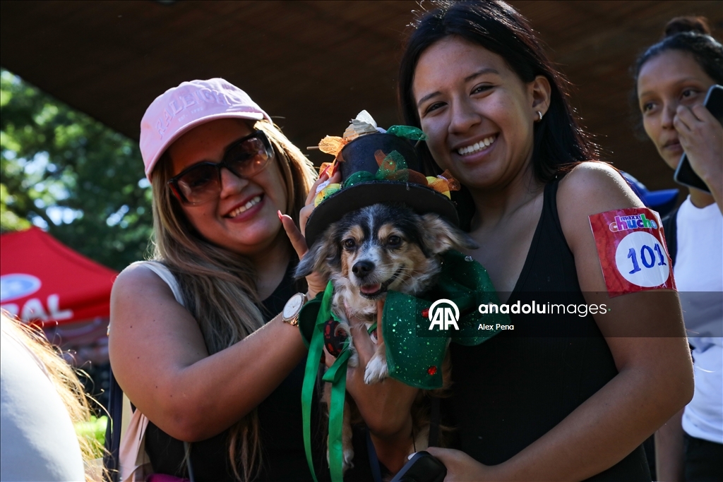 В Сан-Сальвадоре устроили яркий рождественский парад собак
