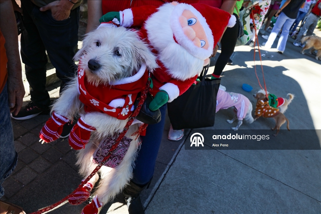 В Сан-Сальвадоре устроили яркий рождественский парад собак