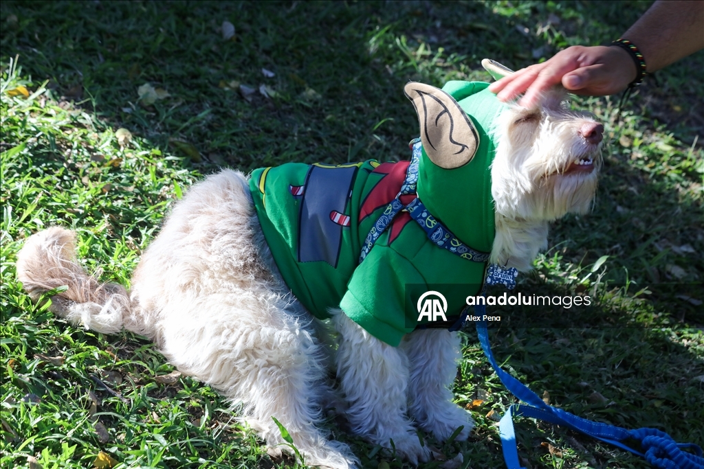 В Сан-Сальвадоре устроили яркий рождественский парад собак