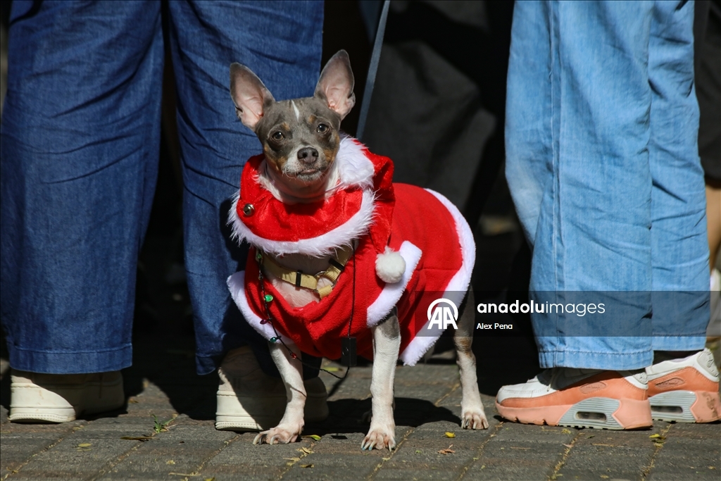 В Сан-Сальвадоре устроили яркий рождественский парад собак