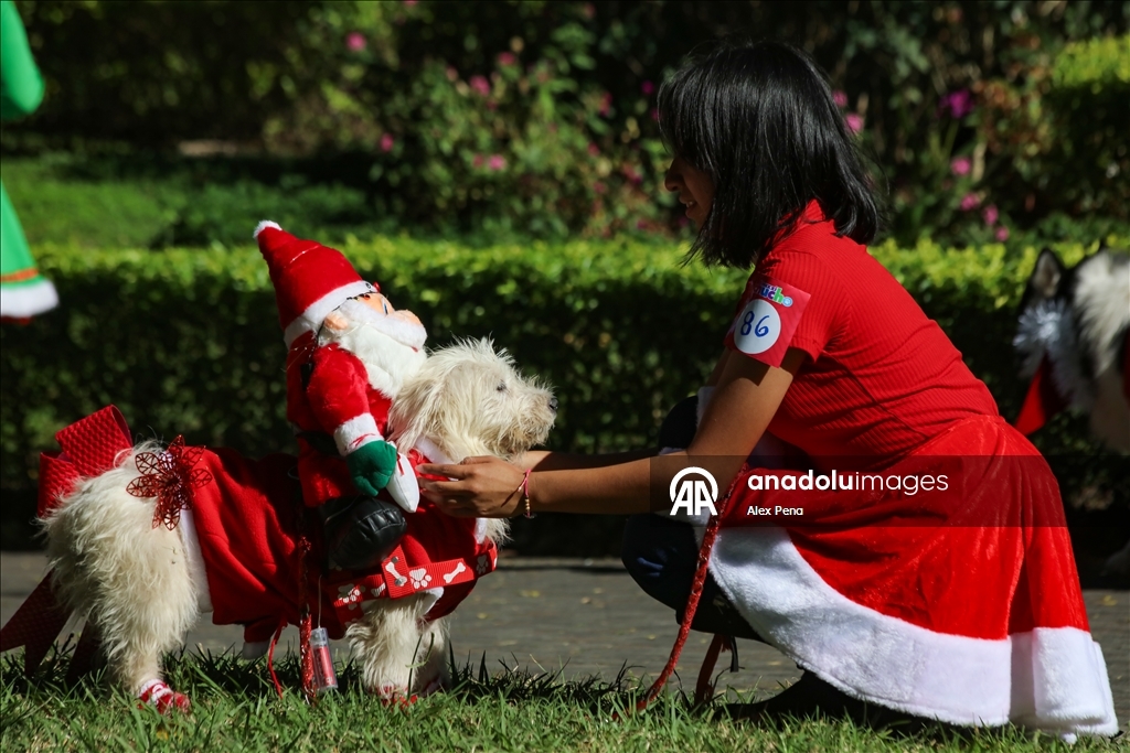В Сан-Сальвадоре устроили яркий рождественский парад собак