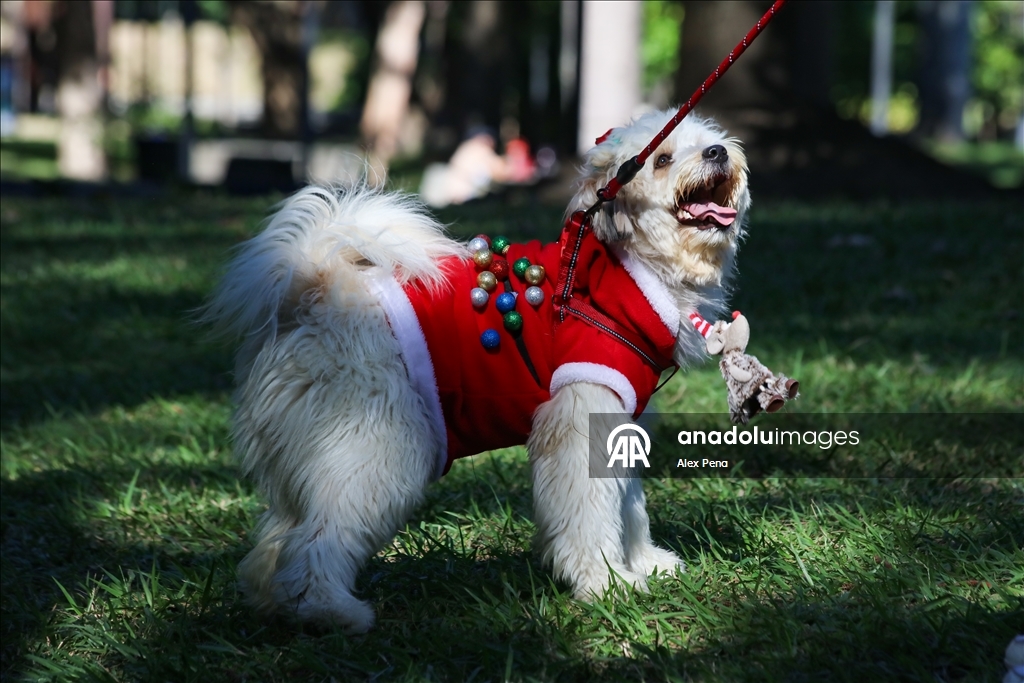 В Сан-Сальвадоре устроили яркий рождественский парад собак