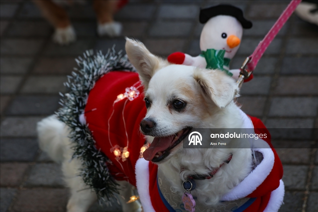 В Сан-Сальвадоре устроили яркий рождественский парад собак