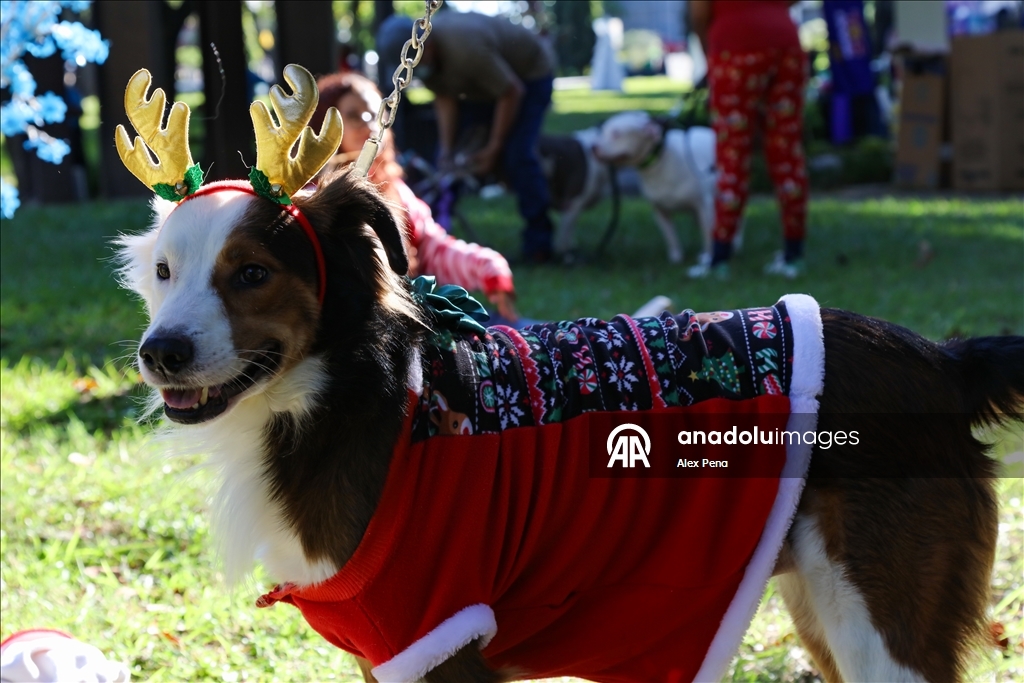 В Сан-Сальвадоре устроили яркий рождественский парад собак