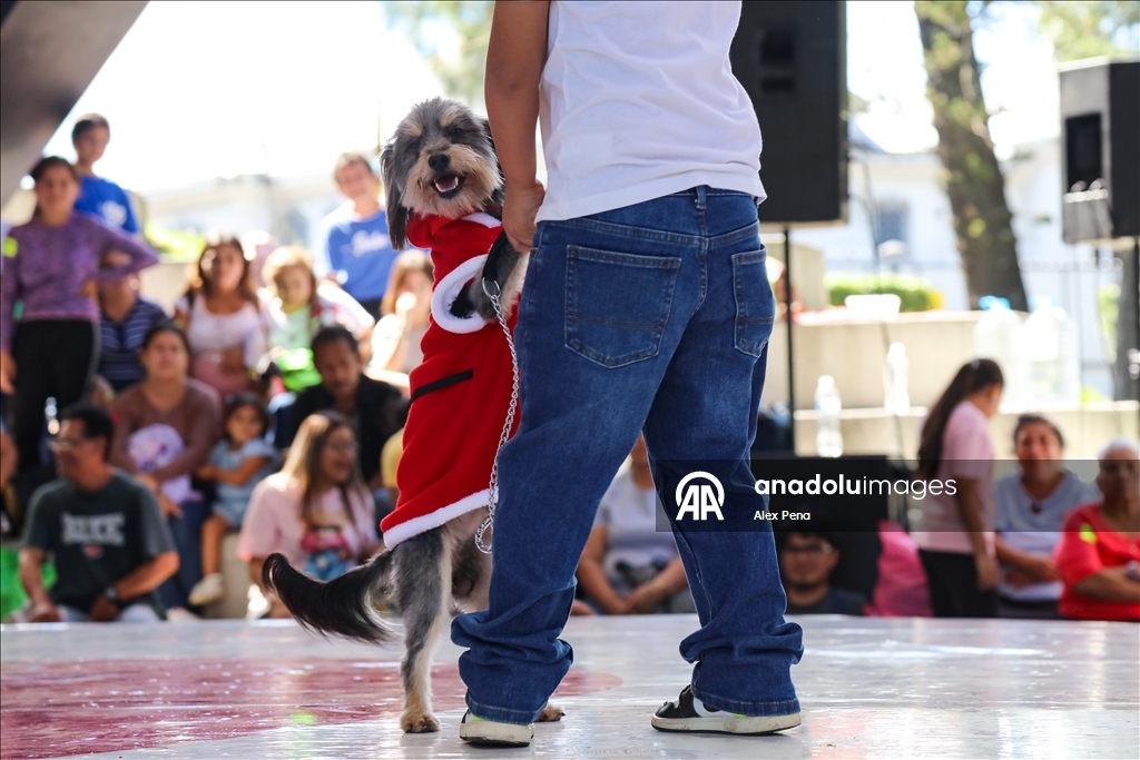 В Сан-Сальвадоре устроили яркий рождественский парад собак
