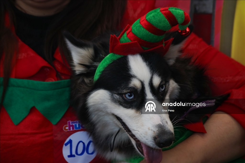 В Сан-Сальвадоре устроили яркий рождественский парад собак