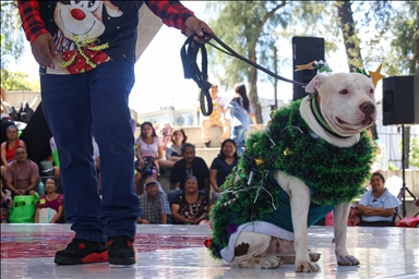 В Сан-Сальвадоре устроили яркий рождественский парад собак