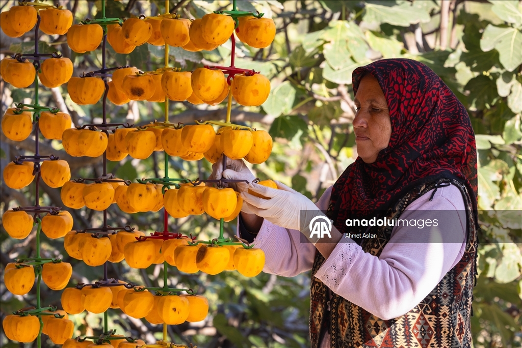 Kozan’da “Sarı Altın” cennet hurması hasadı başladı