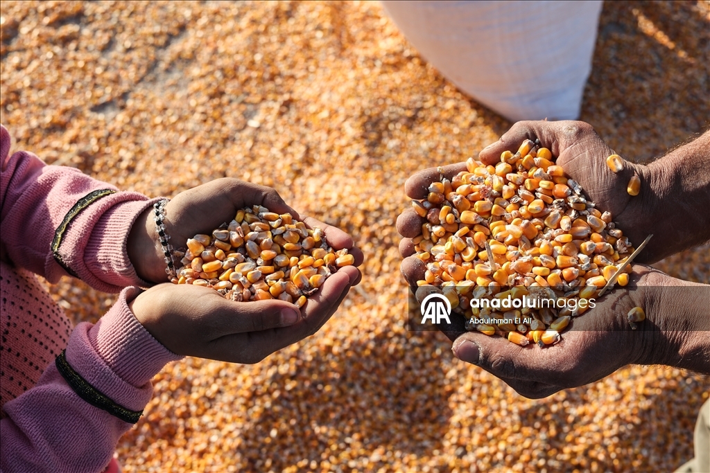 Suriye’de mısır hasadı başladı