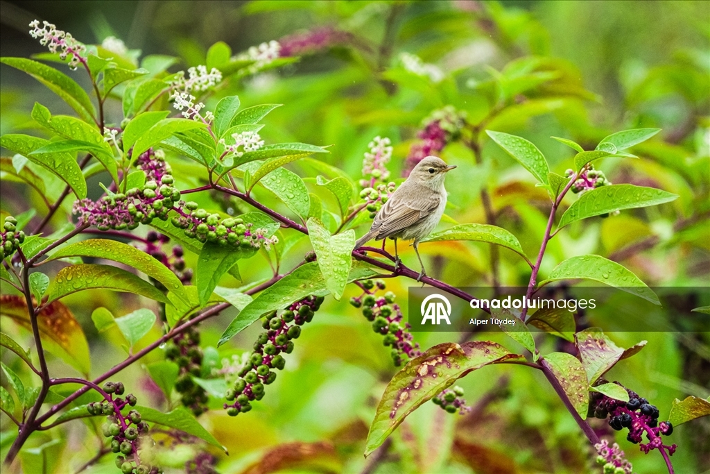 Göçmen kuşlar, Rize kıyılarını "Sığınak" olarak kullanıyor