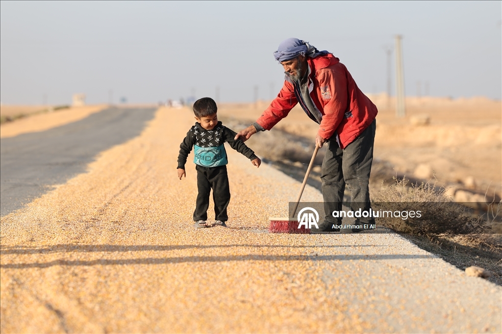 Suriye’de mısır hasadı başladı