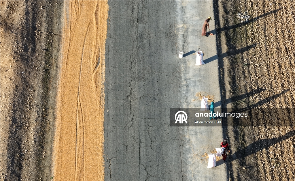 Suriye’de mısır hasadı başladı