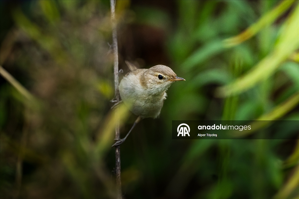 Göçmen kuşlar, Rize kıyılarını "Sığınak" olarak kullanıyor