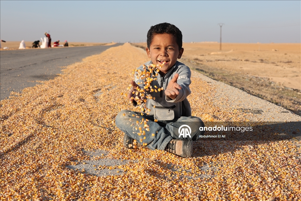 Suriye’de mısır hasadı başladı