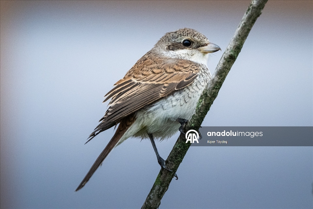 Göçmen kuşlar, Rize kıyılarını "Sığınak" olarak kullanıyor