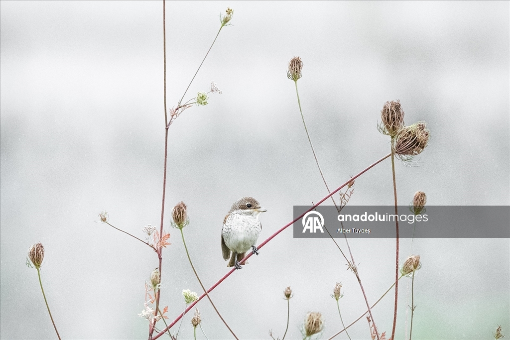 Göçmen kuşlar, Rize kıyılarını "Sığınak" olarak kullanıyor