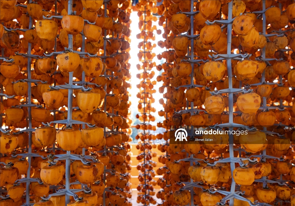 Kozan’da “Sarı Altın” cennet hurması hasadı başladı