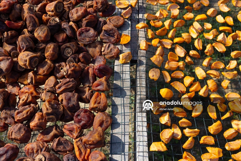 Kozan’da “Sarı Altın” cennet hurması hasadı başladı