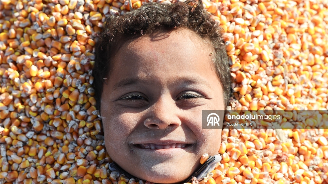 Suriye’de mısır hasadı başladı