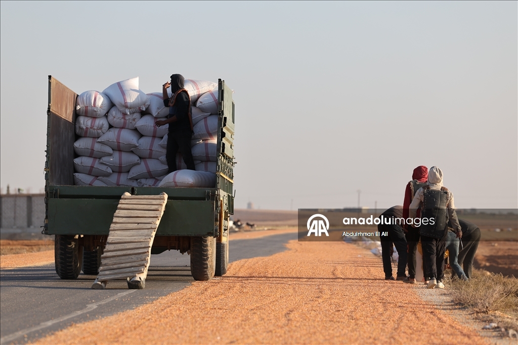 Suriye’de mısır hasadı başladı