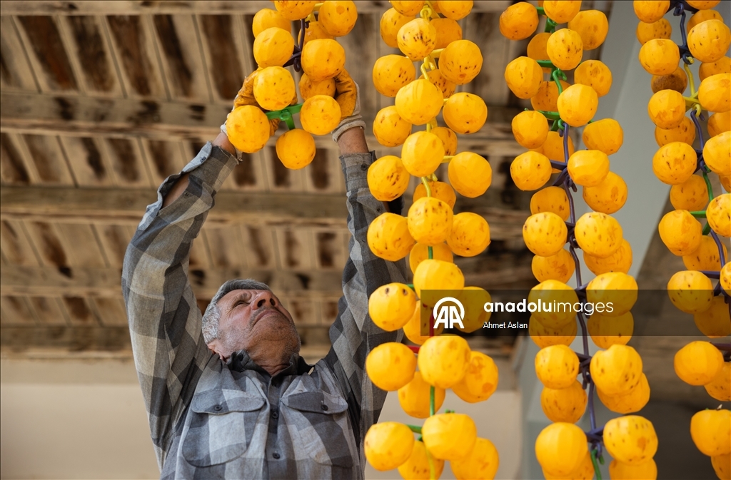 Kozan’da “Sarı Altın” cennet hurması hasadı başladı