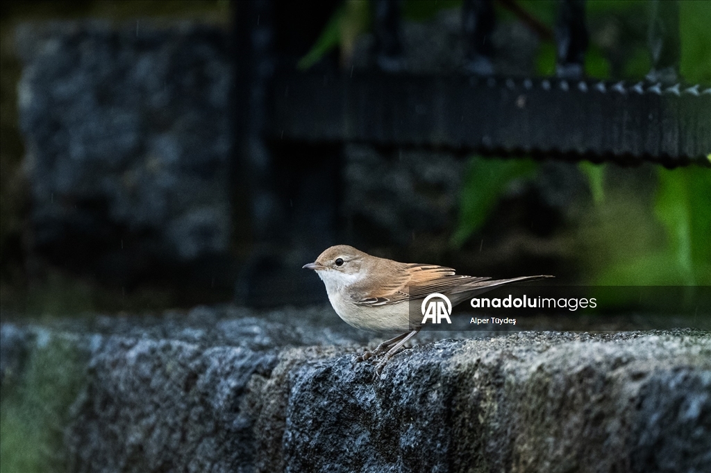 Göçmen kuşlar, Rize kıyılarını "Sığınak" olarak kullanıyor
