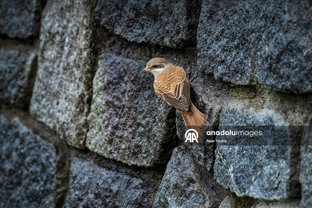 Göçmen kuşlar, Rize kıyılarını "Sığınak" olarak kullanıyor