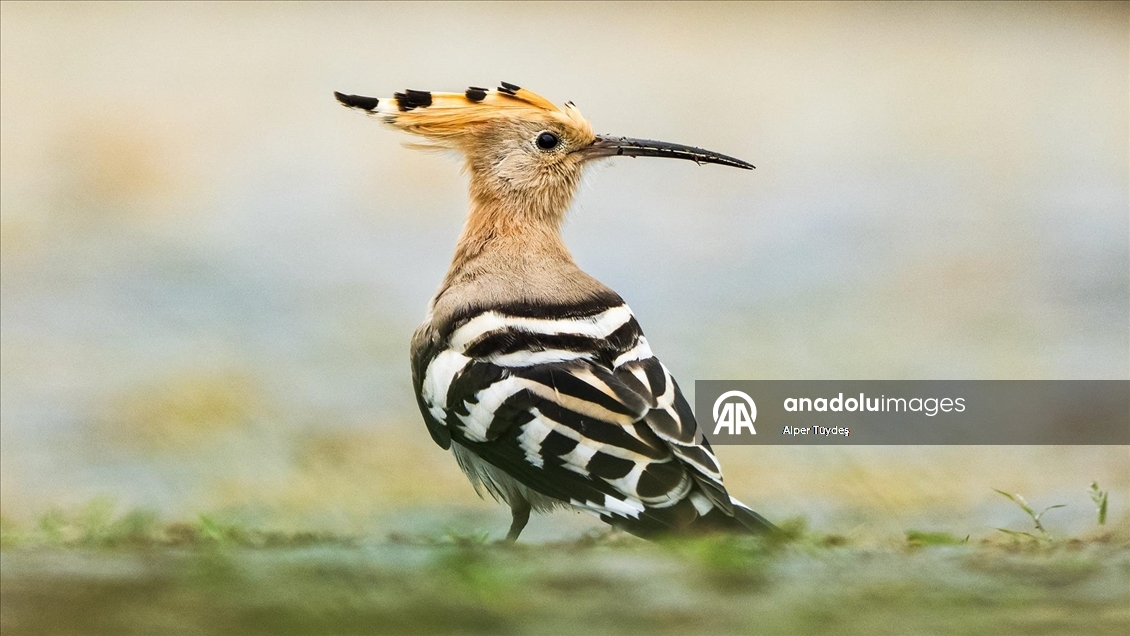 Göçmen kuşlar, Rize kıyılarını "Sığınak" olarak kullanıyor