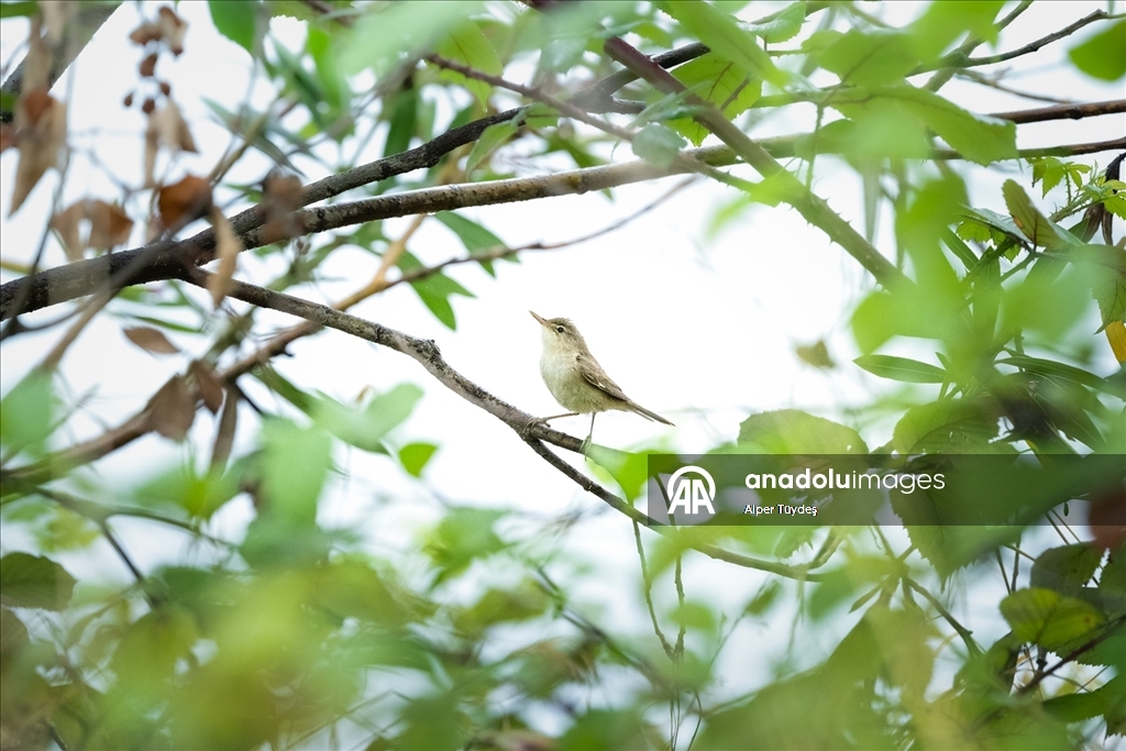 Göçmen kuşlar, Rize kıyılarını "Sığınak" olarak kullanıyor