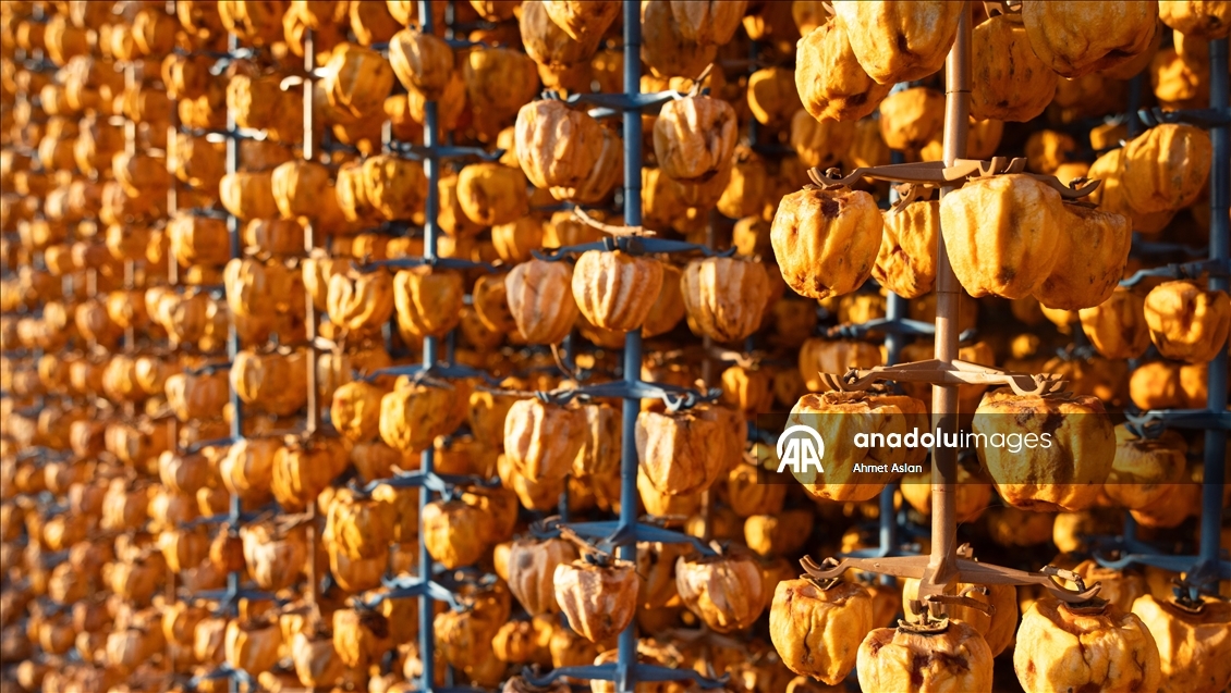 Kozan’da “Sarı Altın” cennet hurması hasadı başladı