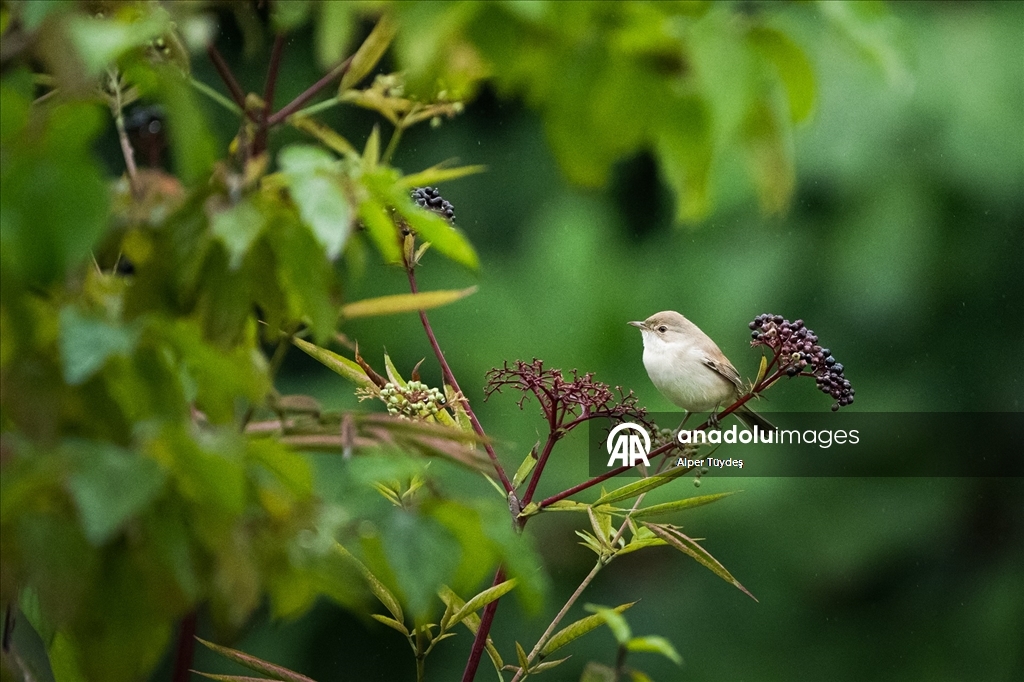 Göçmen kuşlar, Rize kıyılarını "Sığınak" olarak kullanıyor
