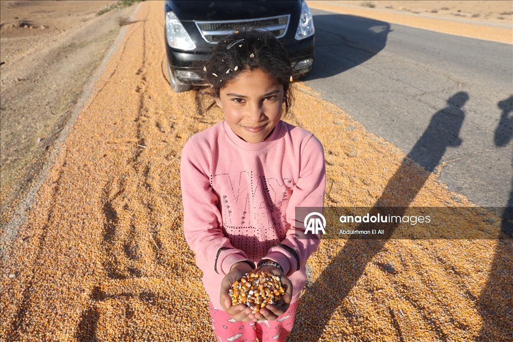 Suriye’de mısır hasadı başladı