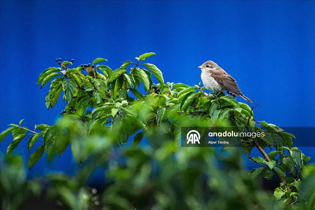 Göçmen kuşlar, Rize kıyılarını "Sığınak" olarak kullanıyor
