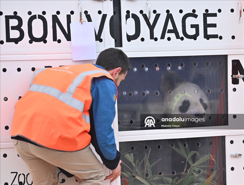 Beauval hayvanat bahçesindeki pandalar Çin’e gönderildi