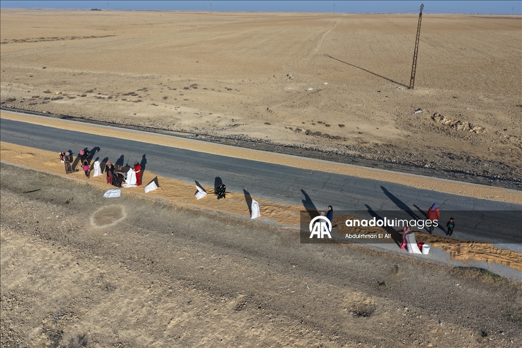 Suriye’de mısır hasadı başladı