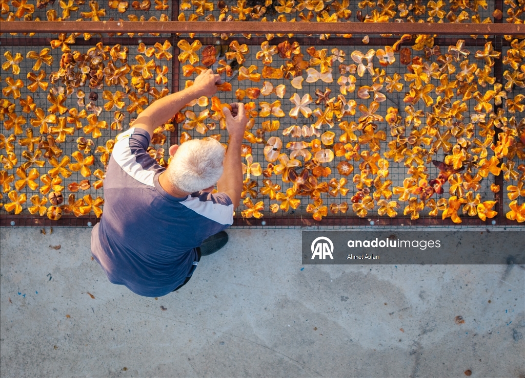 Kozan’da “Sarı Altın” cennet hurması hasadı başladı