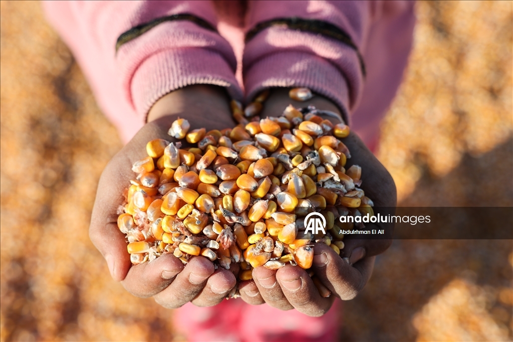 Suriye’de mısır hasadı başladı